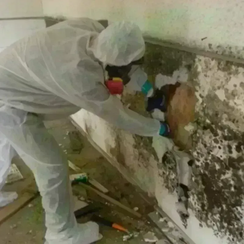 Mold Remediation and Removal in Daly City, CA